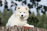 SAMOYEDE 089